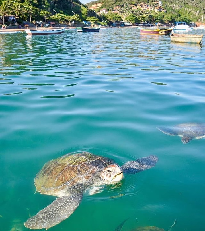 Tartarugas marinhas na Praia da Tartaruga em Búzios