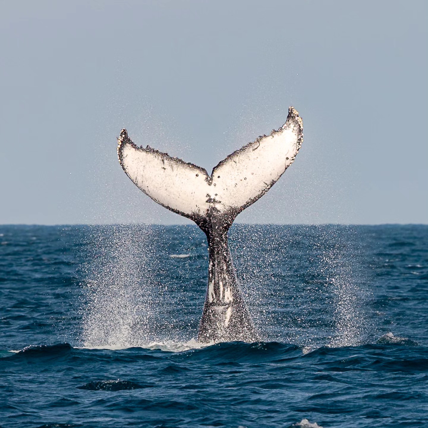Cauda de baleia jubarte fora d'água na costa de Arraial do Cabo